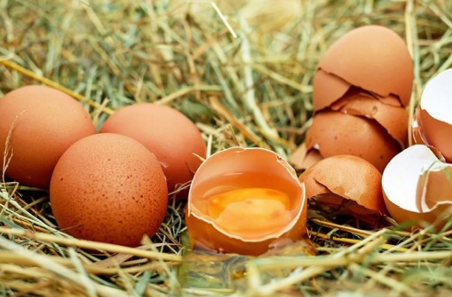 Huevos de Gallina de Campo - Huevos Extra