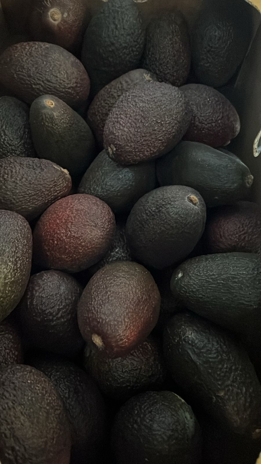 Palta Hass Chilena Mediana 1 Kg